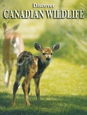 Card deck - Canadian Wildlife