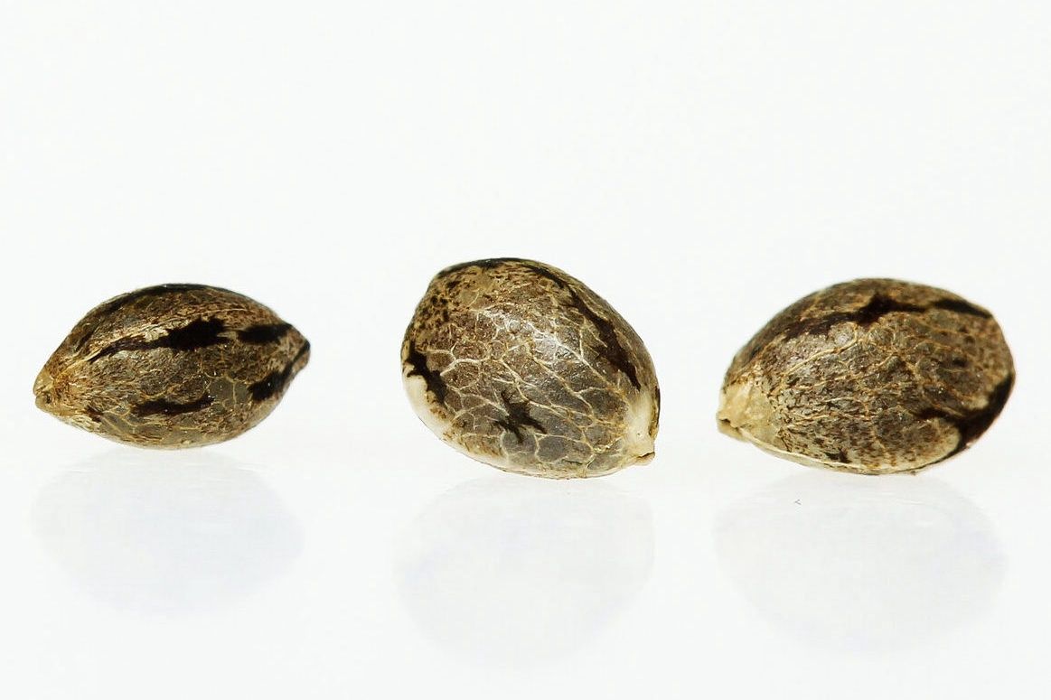 Seeds