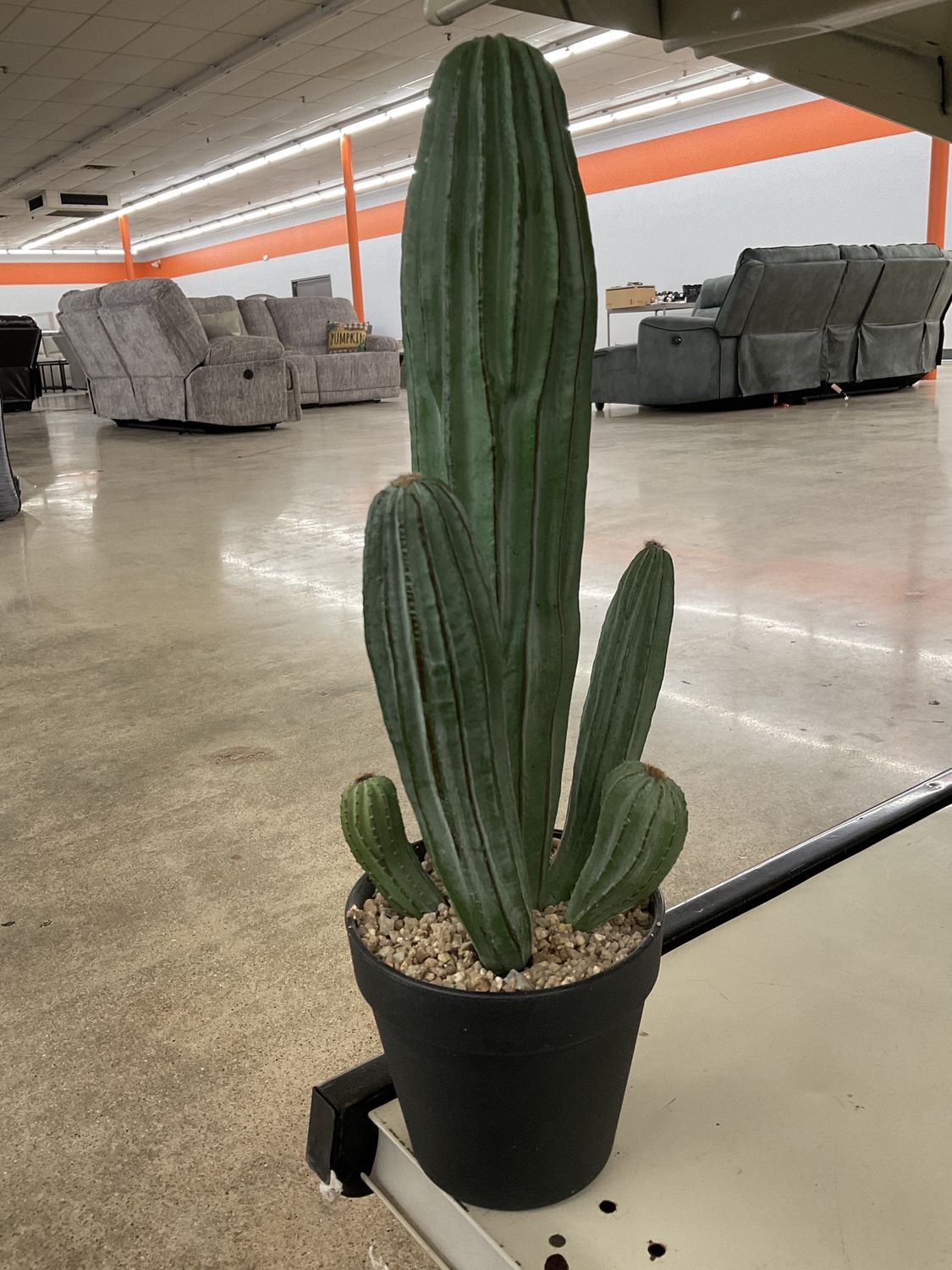 Cactus Succulent 16’