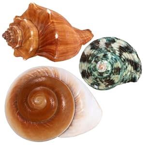 3pc Hermit Crab Shells
