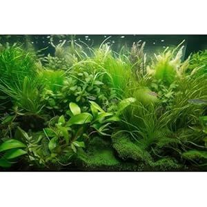 Aquarium Background Lush Green Seagrass (48x18in)