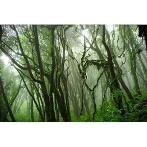 Aquarium Background Jungle (30x12)