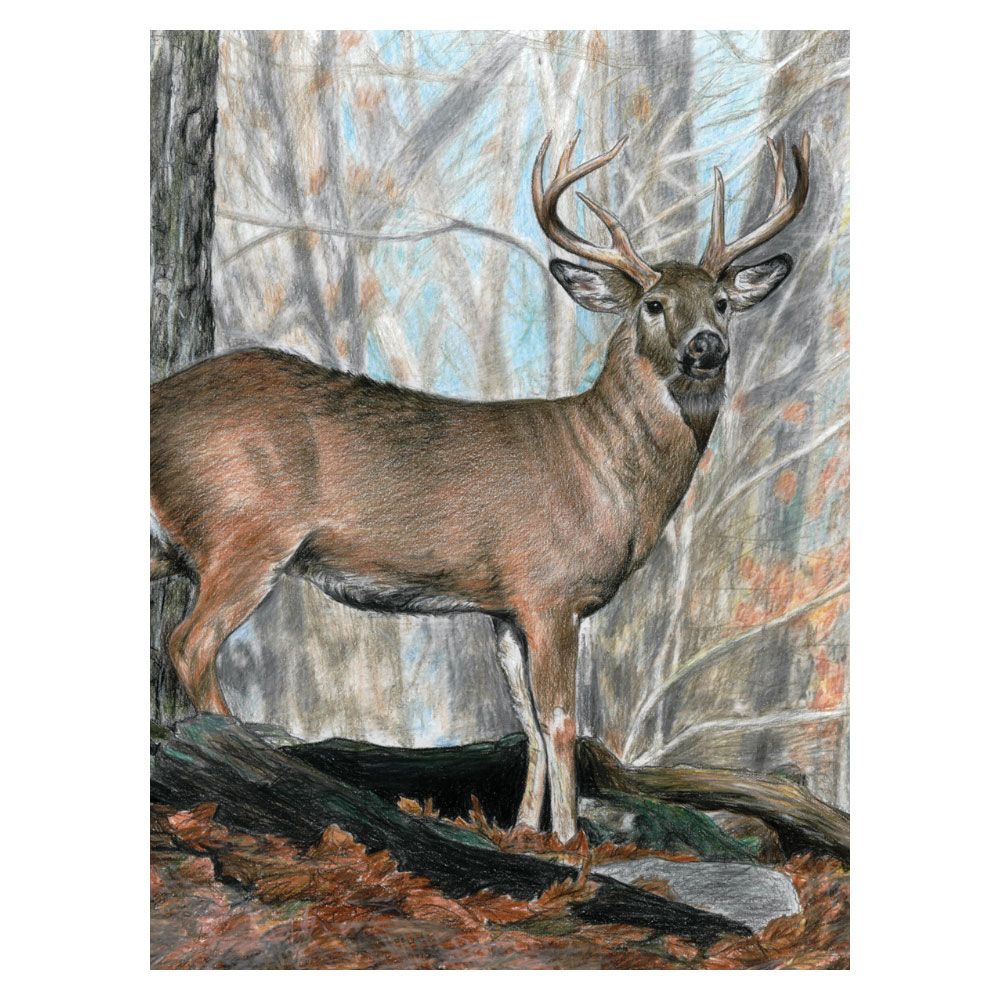 Royal &amp; Langnickel Colured Pencil by Numbers Whitetail Buck