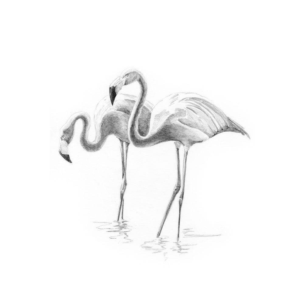 Royal &amp; Langnickel Mini Sketching Made Easy Flamingos