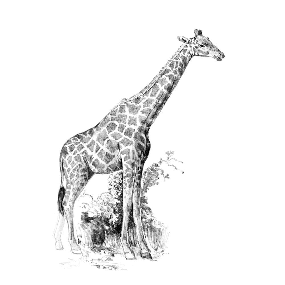 Royal &amp; Langnickel Mini Sketching Made Easy Giraffe