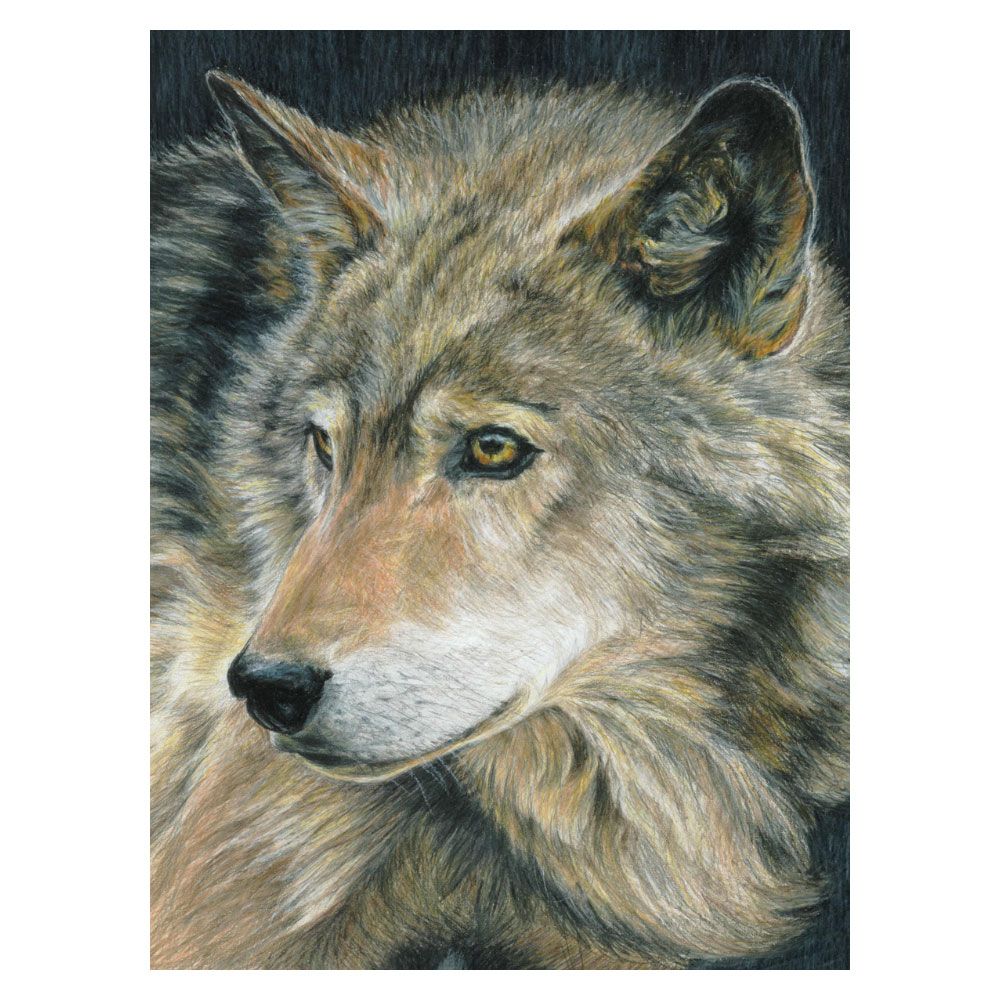 Royal &amp; Langnickel Colour Pencil by Numbers Curious Eyes