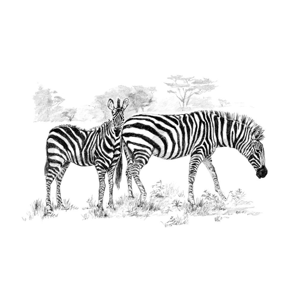 Royal &amp; Langnickel Sketching Made Easy Zebras