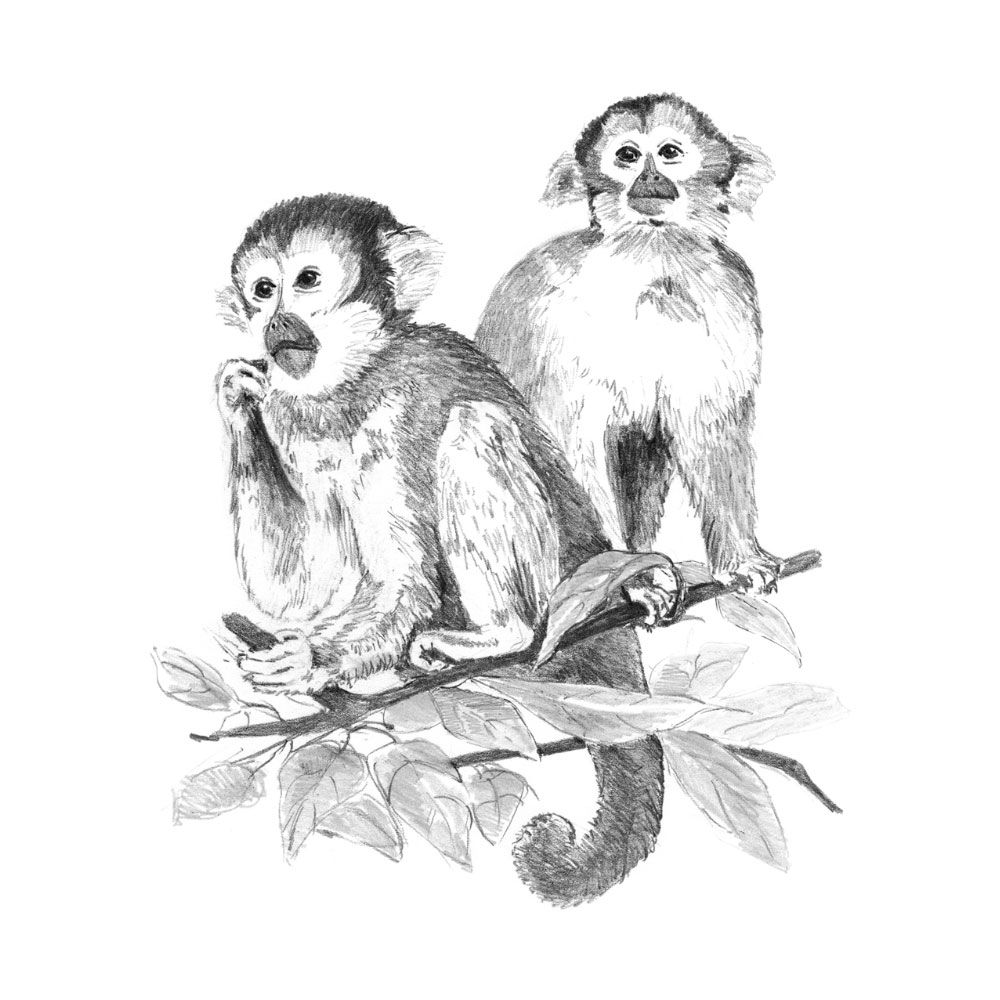 Royal &amp; Langnickel Sketching Made Easy Monkeys
