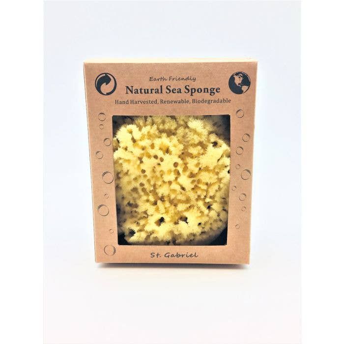 Sea Sponge in a Window Box - Yellow 4-5"