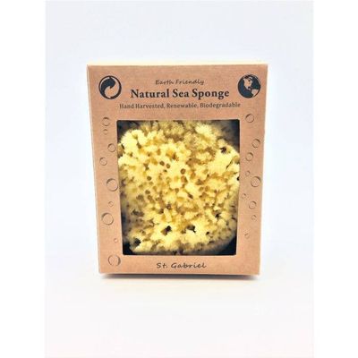 Sea Sponge in a Window Box - Yellow 4-5"
