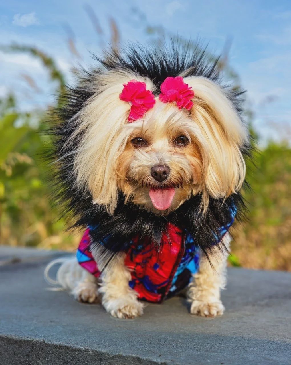 Funari x Maxine Avenue Collection, Design: “Paint” Dog Hoodie, Size: Medium/Large