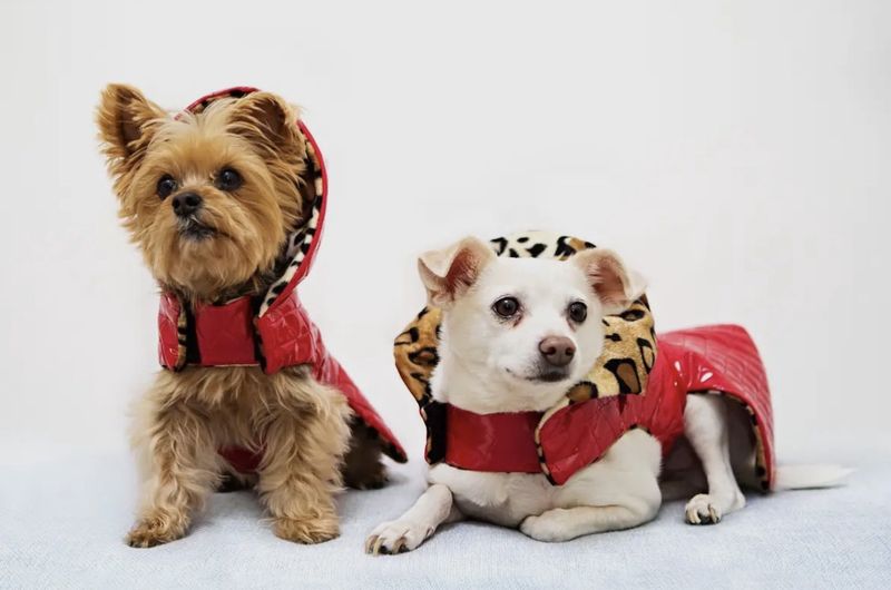 Work it Quilted Rain Coat (Reversible) - Red/Leopard