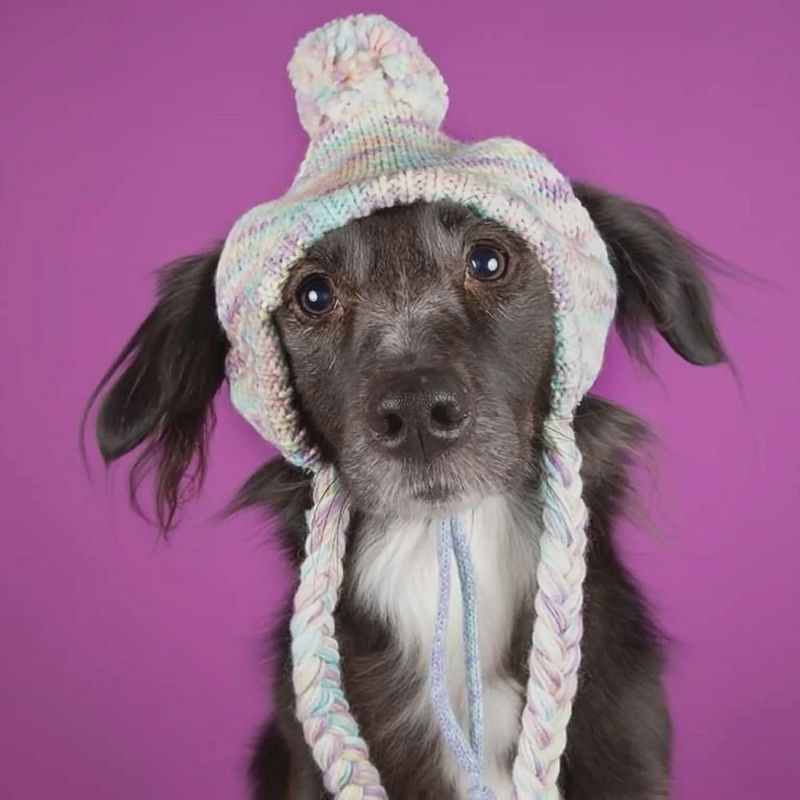 Pastel Icing Pet Beanie
