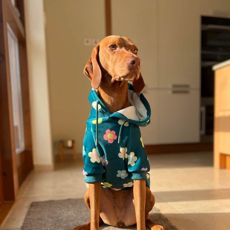 Daisy Dog Hoodie