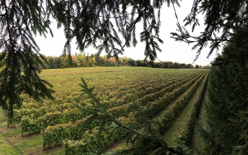 Vins Côte de Vaudreuil