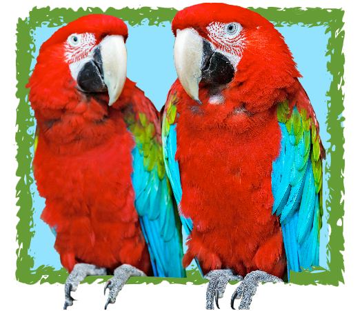 Sponsorship Green Winged Macaw Level --$100.00