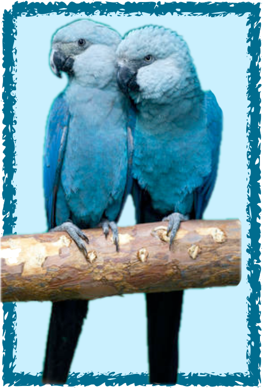 Sponsorship Spix Macaw Level --$1000.00