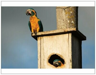 Parrot Cards--Macaw Artistry Set of 6 cards