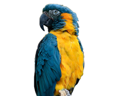Sponsorship Blue Throat Macaw Level -- $500