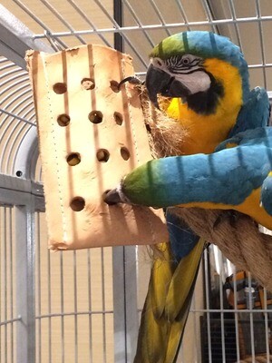 Parrot Pockets