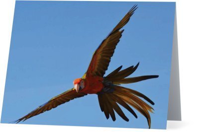 Parrots Take Flight II (horizontal) card