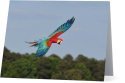 Parrots Take Flight III (horizontal) card