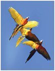 Parrots Take Flight IV (vertical) card