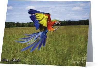 Parrot Stationary