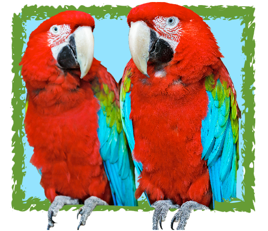 Sponsorship Green Winged Macaw Level --$100.00 Sponsorship Green Winged Macaw Level --$100.00