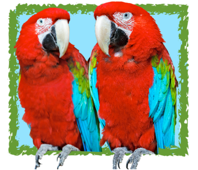 Sponsorship Green Winged Macaw Level --$100.00 Sponsorship Green Winged Macaw Level --$100.00