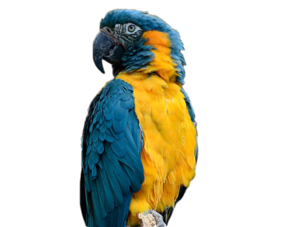 Sponsorship Blue Throat Macaw Level -- $500 Sponsorship Blue Throat Macaw Level -- $500