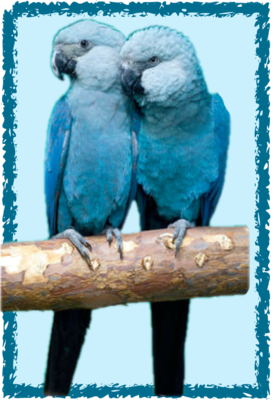 Sponsorship Spix Macaw Level --$1000.00 Sponsorship Spix Macaw Level --$1000.00