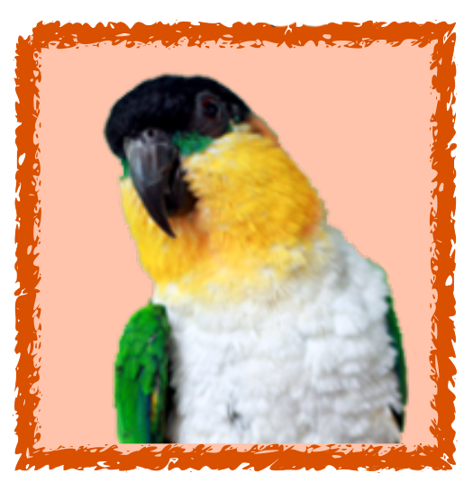 Sponsorship Black Capped Caique Level --$250