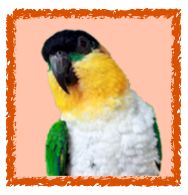 Sponsorship Black Capped Caique Level --$250 Sponsorship Black Capped Caique Level --$250