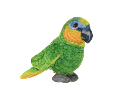 WR Rainforest Series Orange Wing Amazon