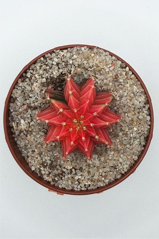 Gymnocalycium Mihanovichii Variegado