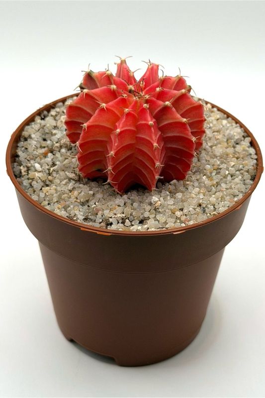 Gymnocalycium Mihanovichii Variegado