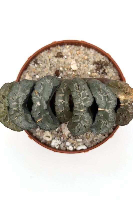 Haworthia truncata cv. “Sharaku”