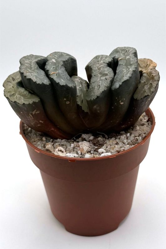 Haworthia truncata cv. “Sharaku”