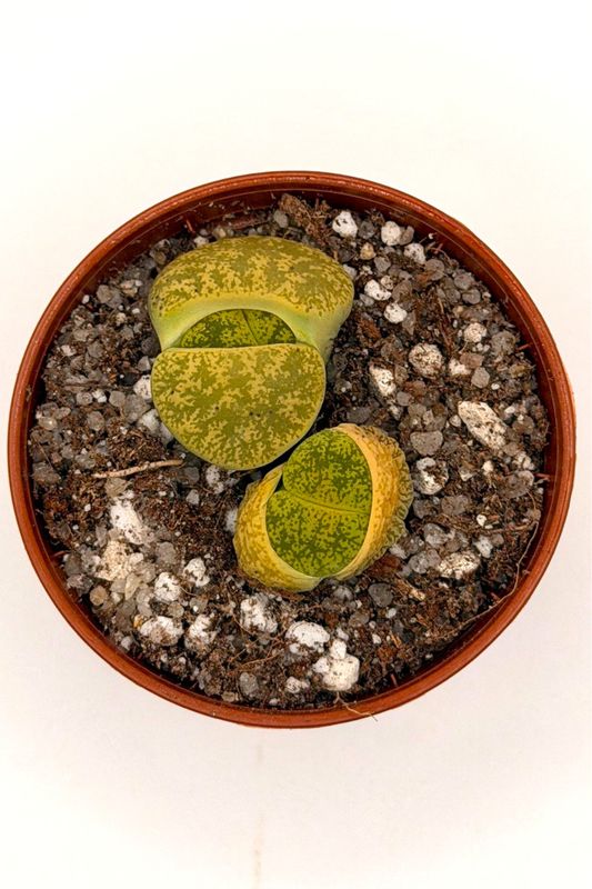 Lithops lesliei var. albinica