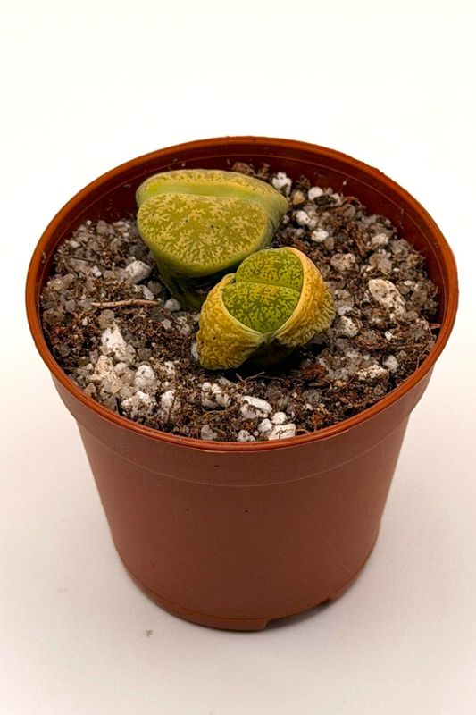 Lithops lesliei var. albinica