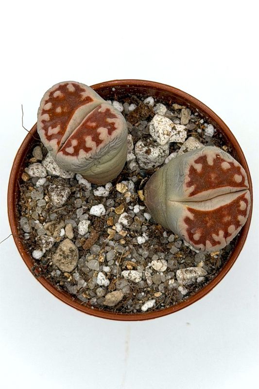Lithops karasmontana