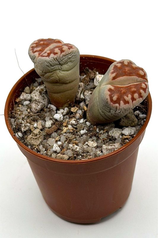 Lithops karasmontana