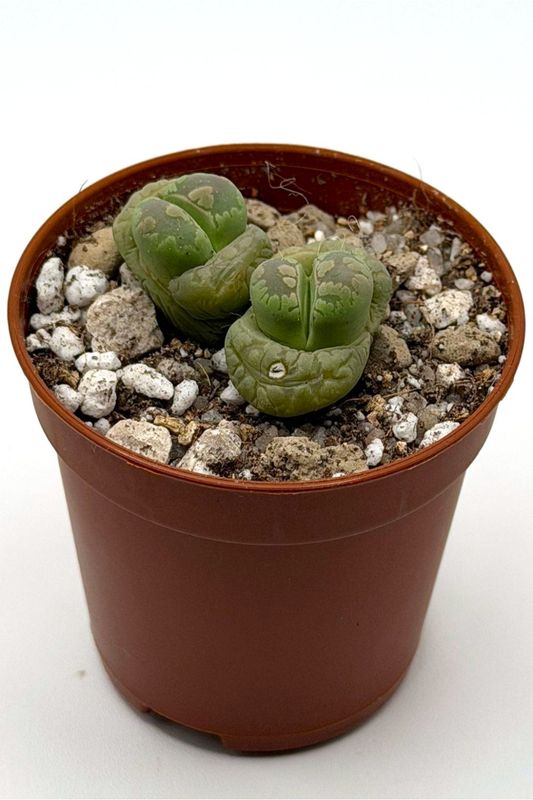 Lithops otzeniana