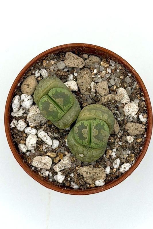 Lithops otzeniana