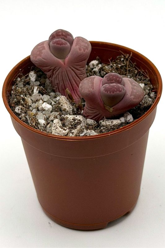 Lithops salicola sato's violet