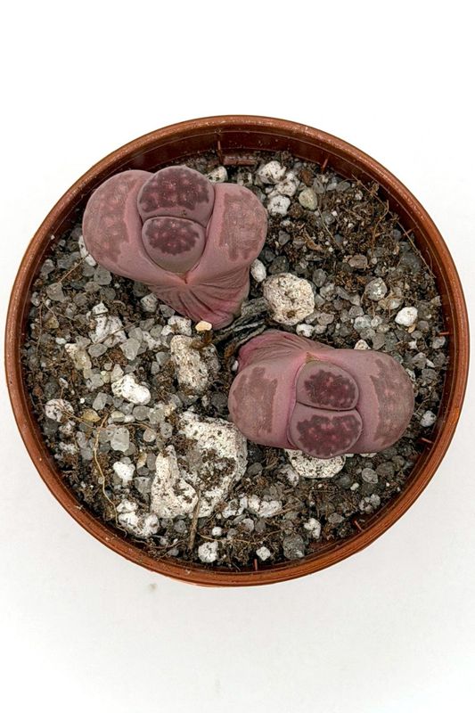 Lithops salicola sato's violet