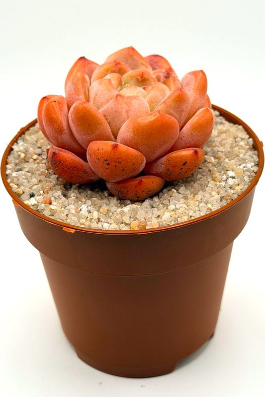 Echeveria X1
