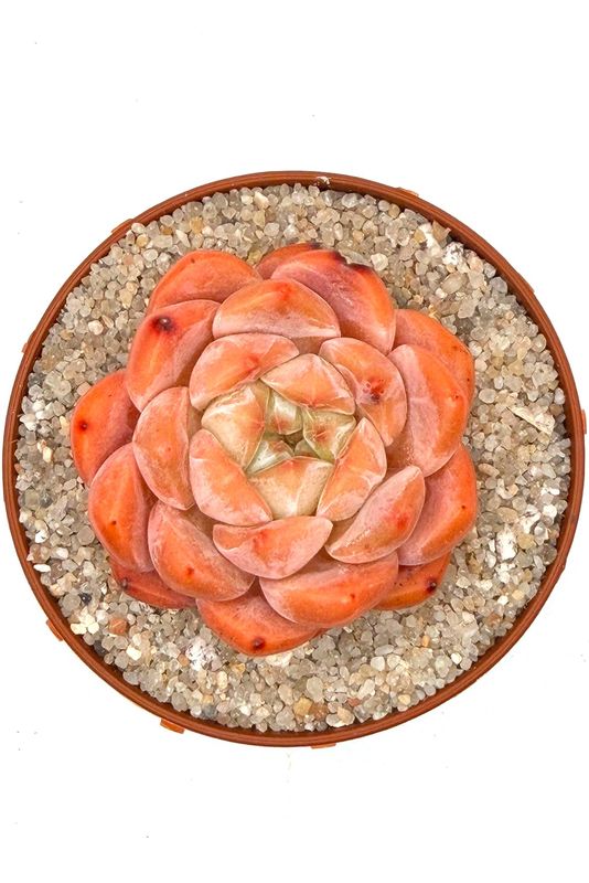 Echeveria X1