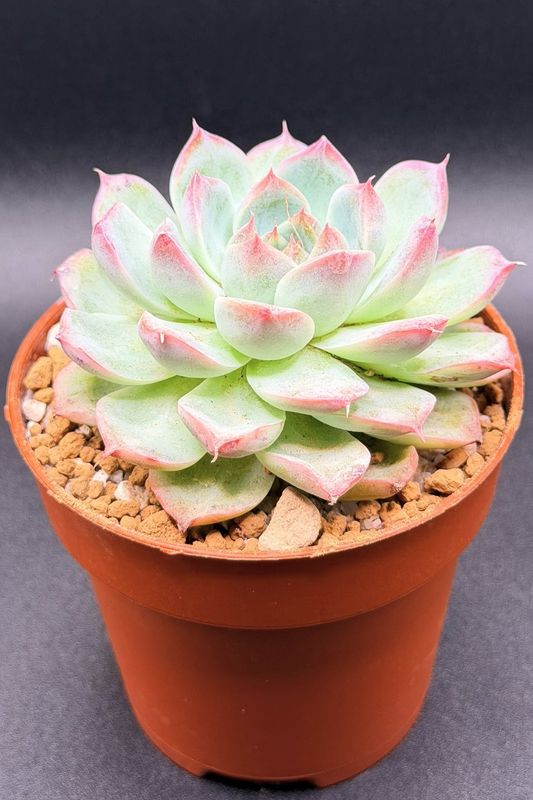 Echeveria Shuibingyue